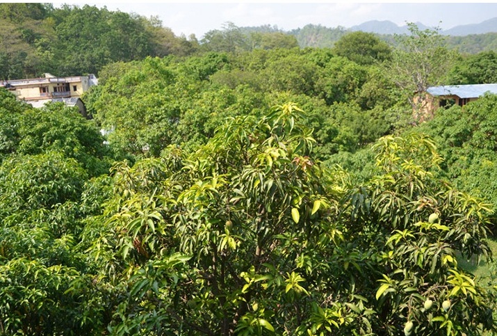 Hotel The Corbett Aroma Havens- Dhikuli — photo 13