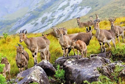 Kerala Tour Package — photo 4