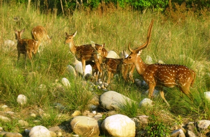 Corbett Wildlife Safari — photo 2