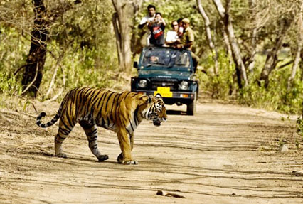 Corbett Wildlife Safari — photo 4
