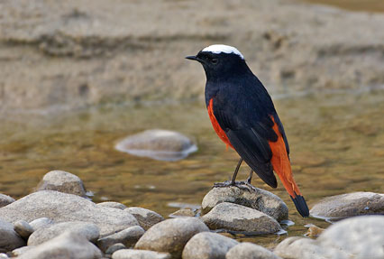 Corbett Wildlife Safari — photo 5