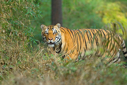 Corbett Wildlife Safari — photo 6